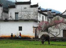 *【三月赏花系列】凤凰源大峡谷、婺源篁岭、屯溪、糕饼博物馆、采茶体验花开婺源双飞4日游