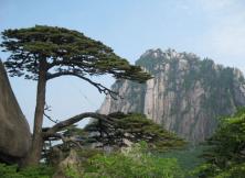 十一黄山+千岛湖西递+塔川秋色特色双飞四日游