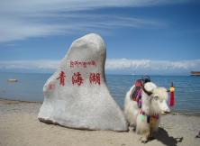 大美青海：青海湖 塔尔寺 金银滩大草原祁连卓尔山 门源油菜花 互助土族风情双飞5日