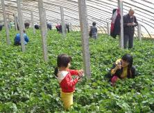 【线路推荐】草莓采摘+乳山滴水湾温泉 度假休闲二日游